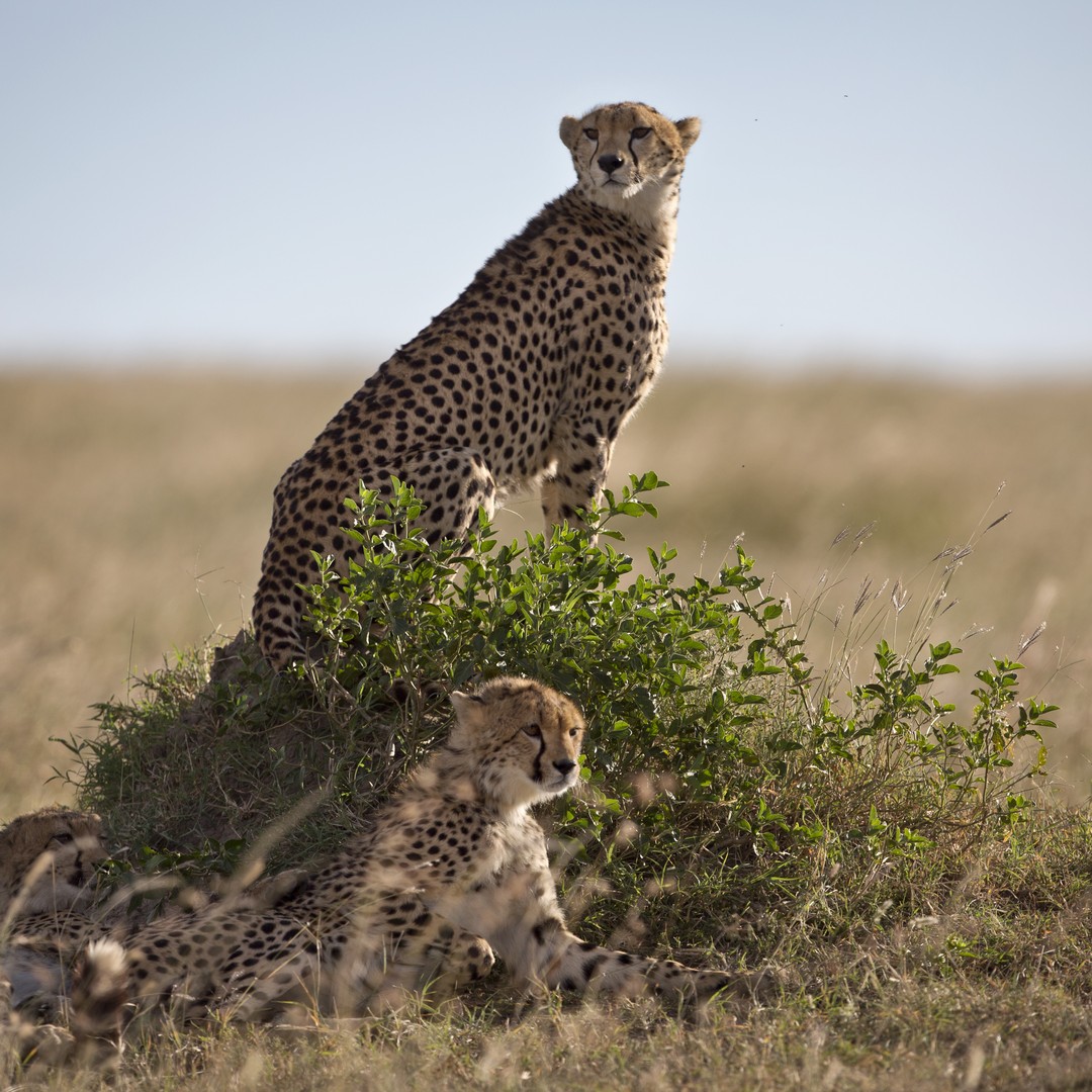 South African Air-Force Bases Use Cheetahs to Clear Runways of Wild Animals  - The Atlantic