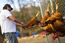 A man slaughters chickens hung on a fence