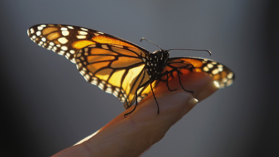 A monarch butterfly rests on a hand.