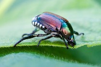 An iridescent green beetle on a leaf