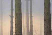 Trees in a forest