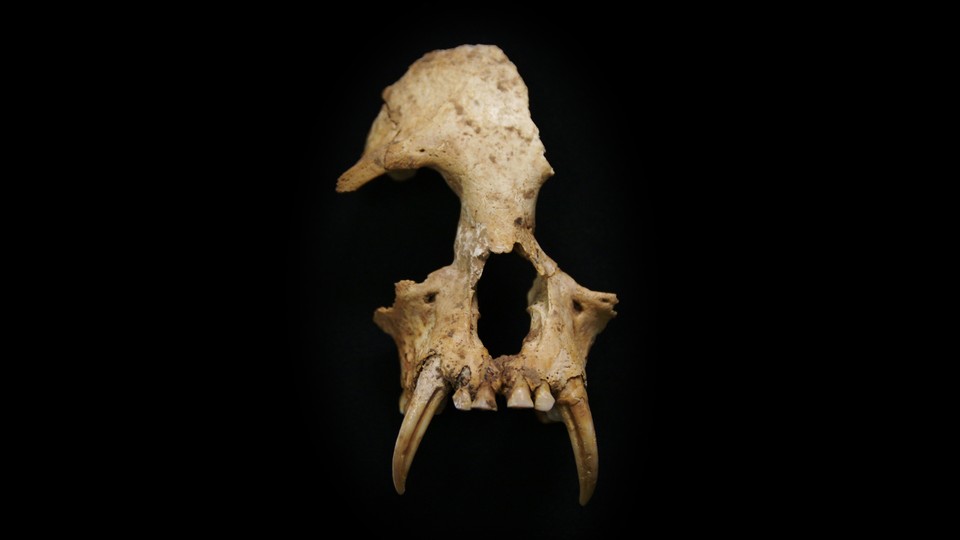 The skull of Junix imperialis, an extinct gibbon discovered in a royal Chinese tomb