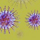 Coronavirus particles with swabs protruding out