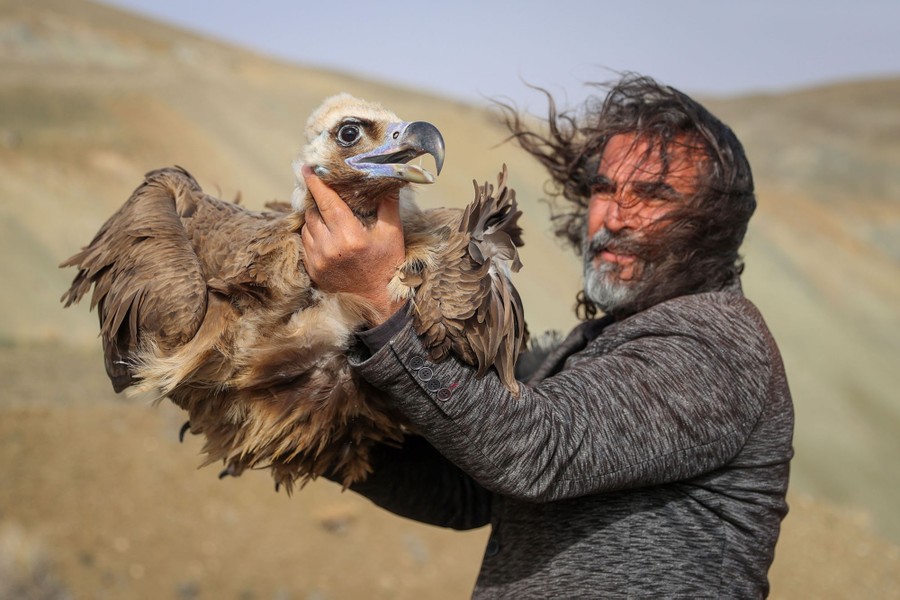 A man holds a large vulture before releasing it.