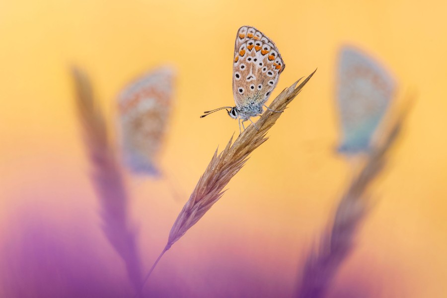 Three butterflies perch on three stalks of grass.