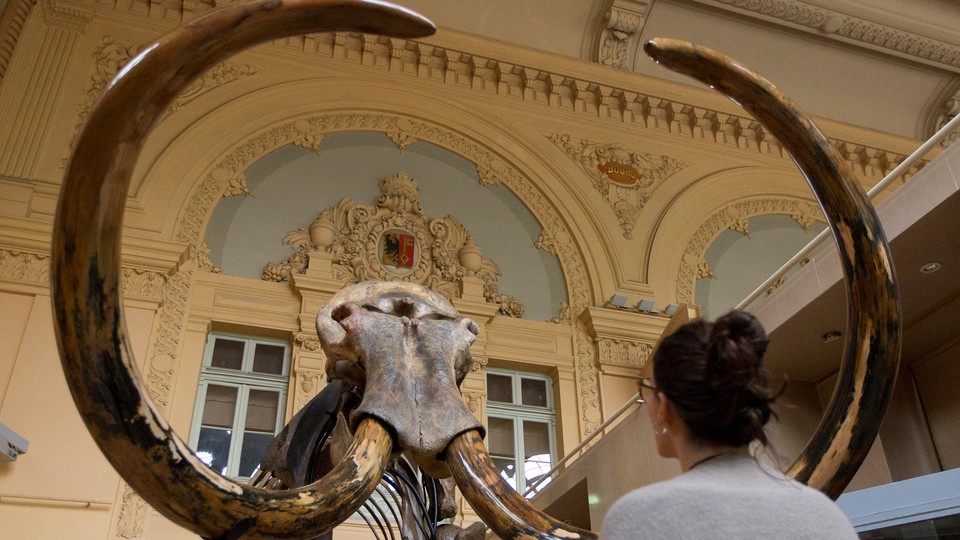 A woman looks at a mammoth skeleton