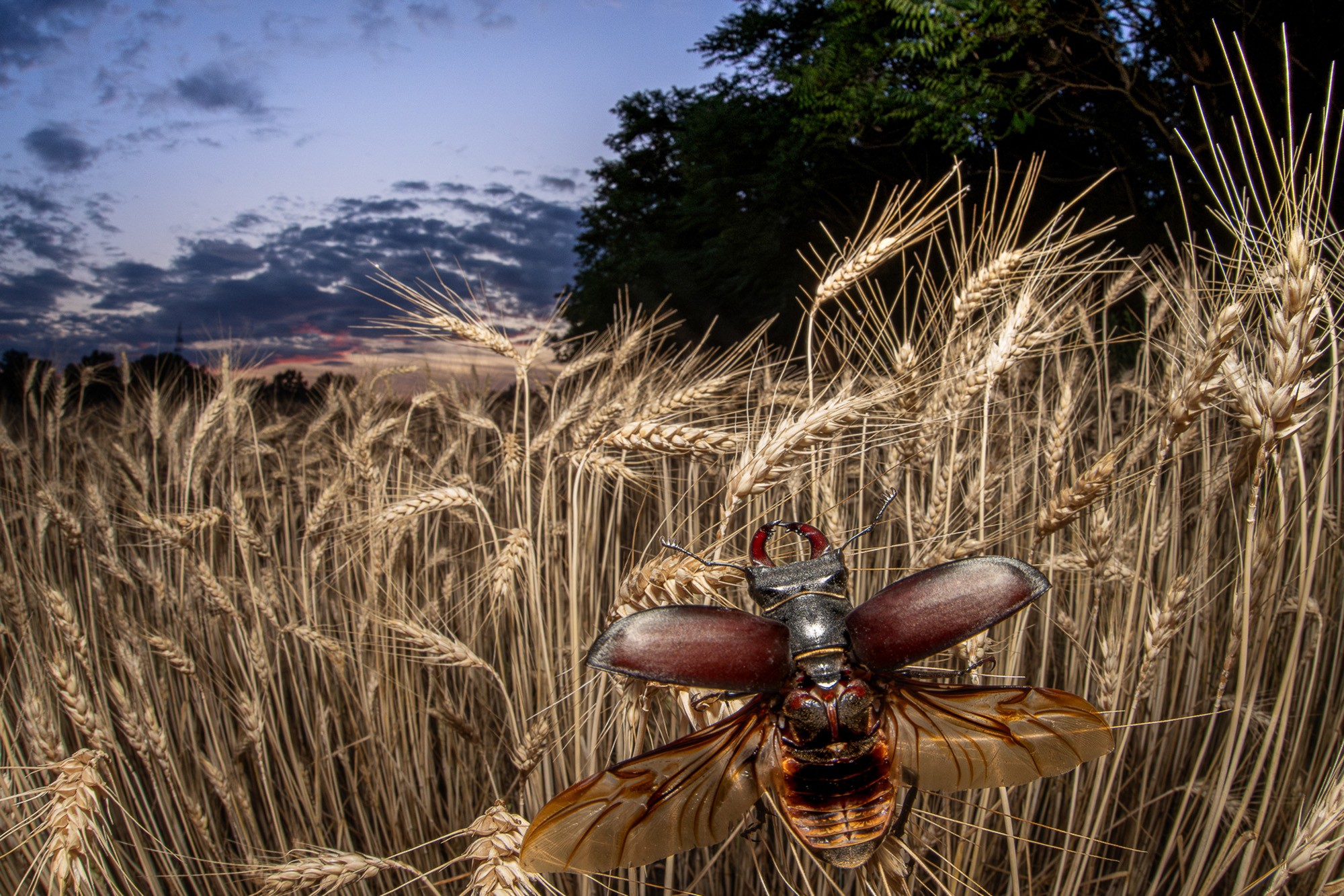 A beetle opens its wings while clinging to stalks of wheat in a field.