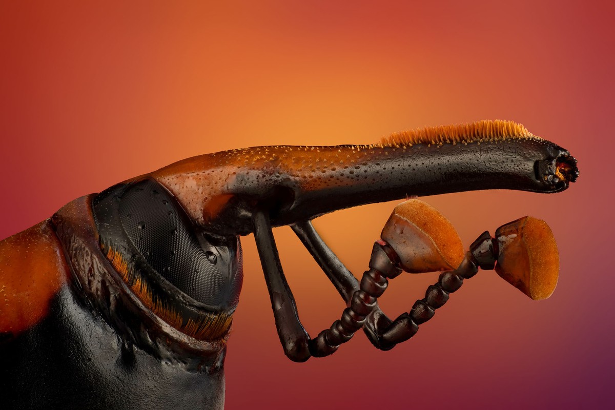 Photographing the Microscopic: Winners of Nikon Small World 2024 (20 photos)