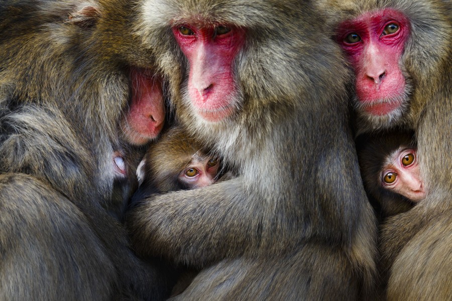 Several Japanese macaques, with their young, huddle together.