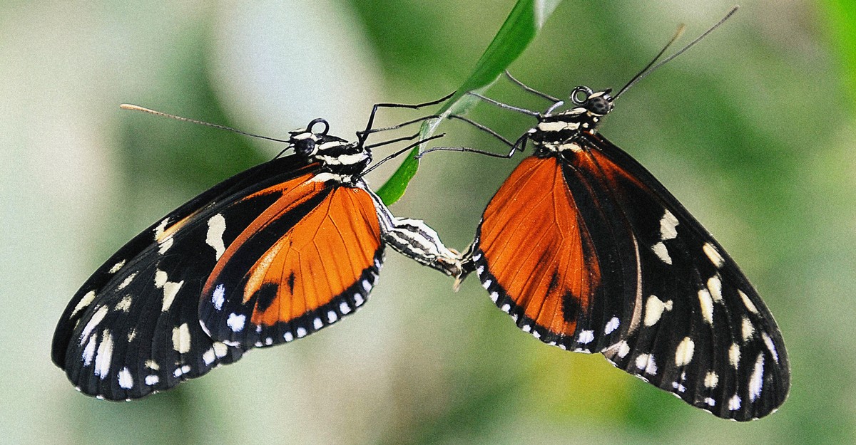 NextImg:An Evolutionary Magic Trick Is Popping Up Everywhere