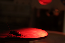 A silhouette of a cricket under a red light