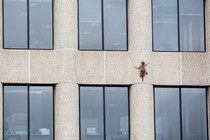 A raccoon climbs the side of a building