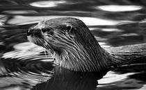 black-and-white photo of otter with mournful eyes in water