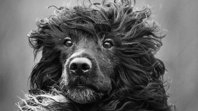 Black and white photograph of a Portuguese water dog