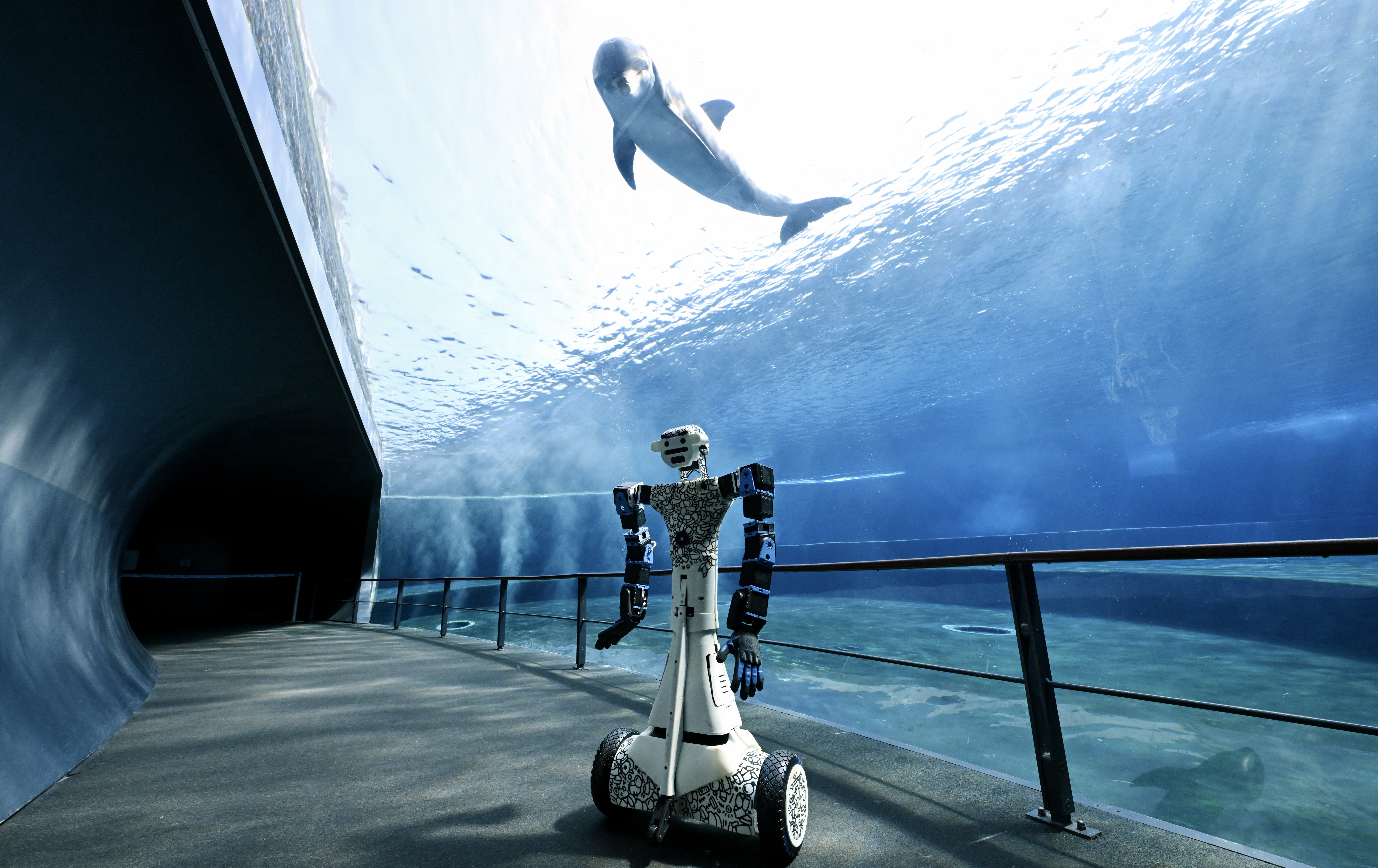 A humanoid robot, stationed beside a large glass wall looking into an aquarium space, with a single dolphin looking on from above