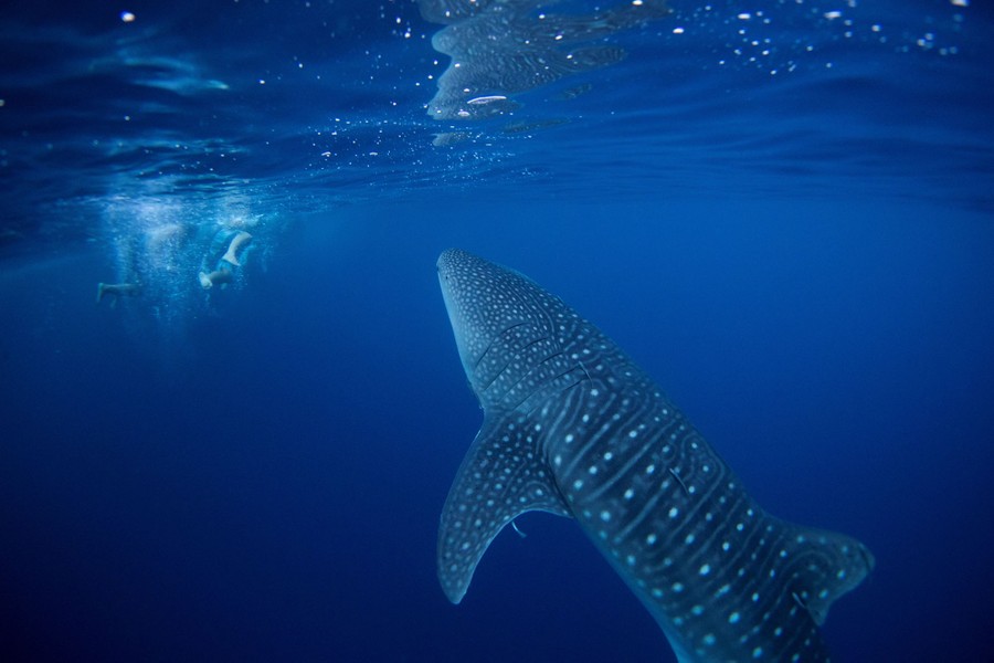 A whale shark swims next to volunteer divers.