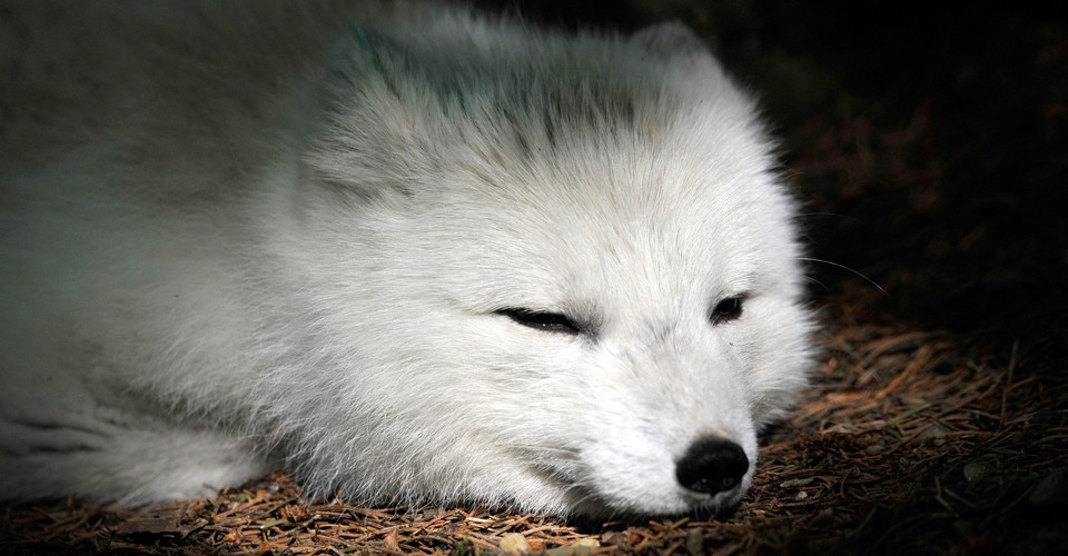 In A Less Snowy World Can White Coated Animals Survive The