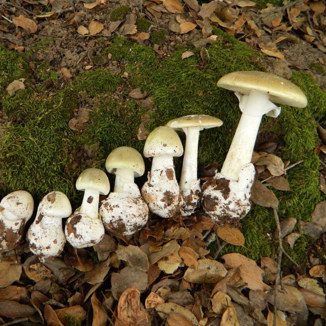 So Many Mushrooms! (U.S. National Park Service)