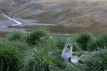 fur seal nestled in lush vegetation in Antarctica