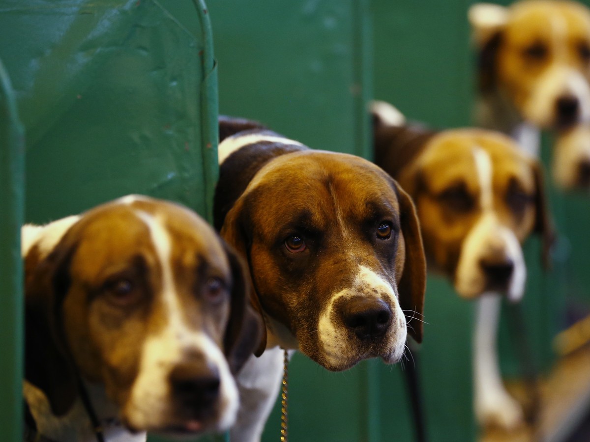 The Promise Of Dognition Com Play With Your Dog For Science The Atlantic