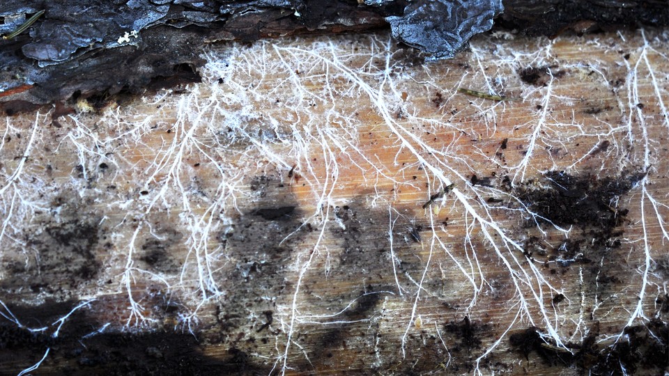 White threads of mycelium growing on tree bark.