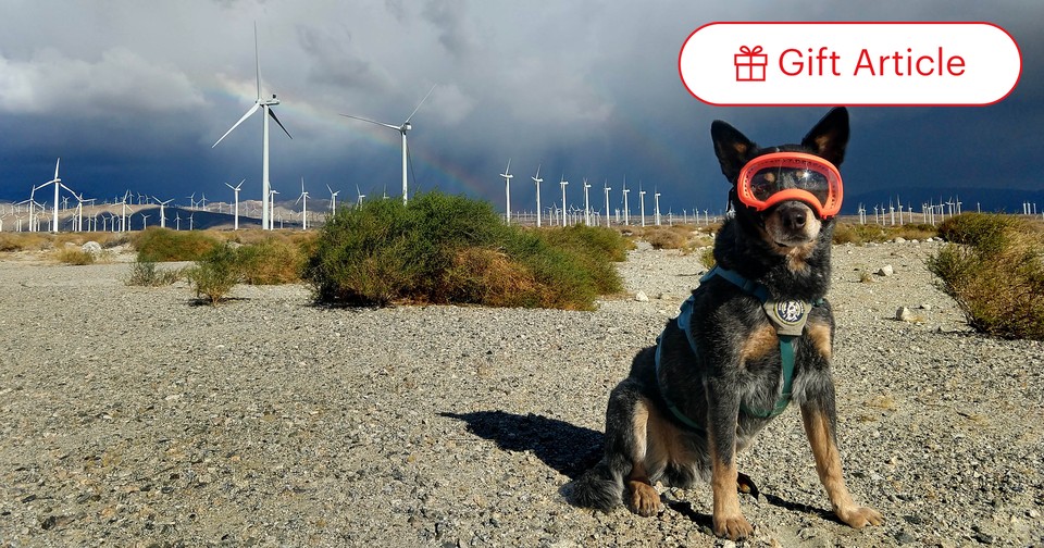 Are Wind Turbines a Danger to Wildlife Ask the Dogs. The Atlantic