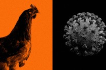 Adjacent images of a chicken and a coronavirus particle