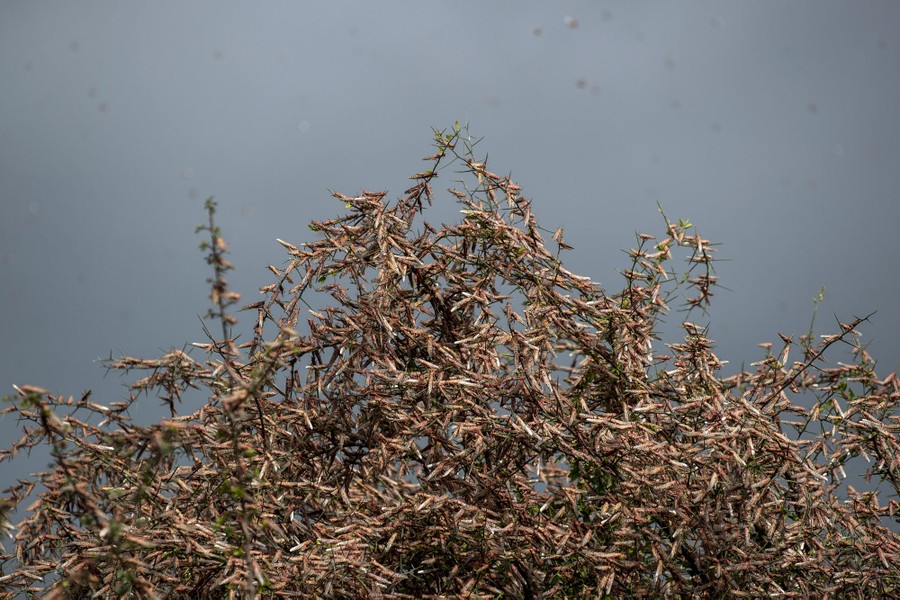 Photos: Worst Locust Swarms in Decades Hit East Africa ...