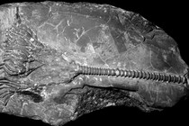 A fossil