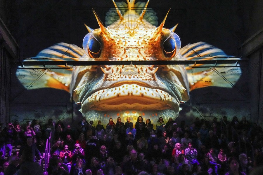 Audience members are seated beneath a wall, watching a show, with a huge fish projected on the wall behind them.