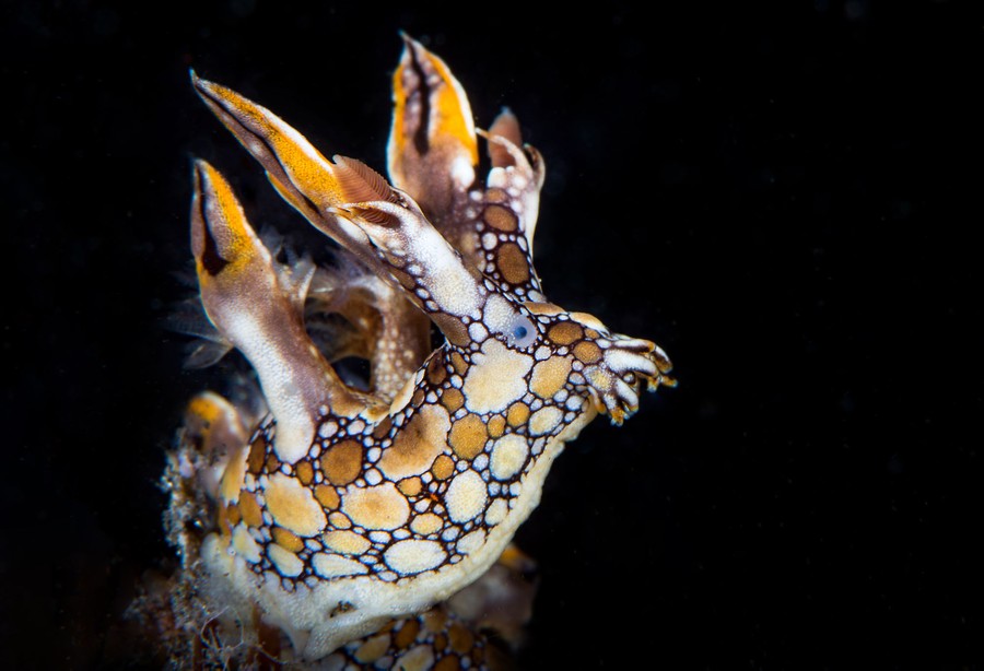 A colorful and complex sea creature swims underwater, seen against a black background, at night.