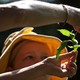 A person holding up the stem of a plant