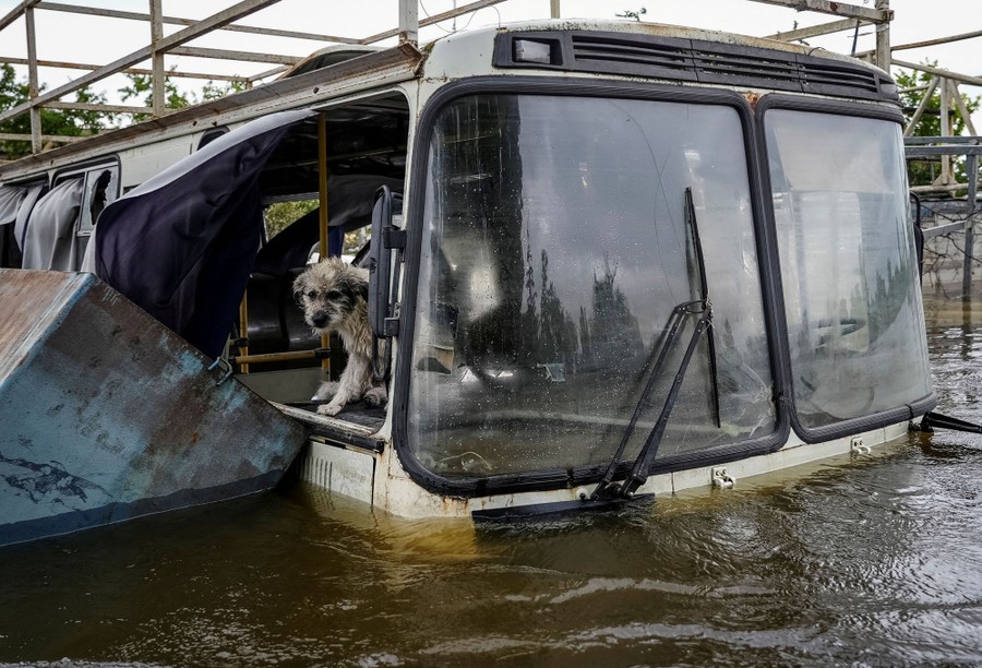A dog inside a flooded bus
