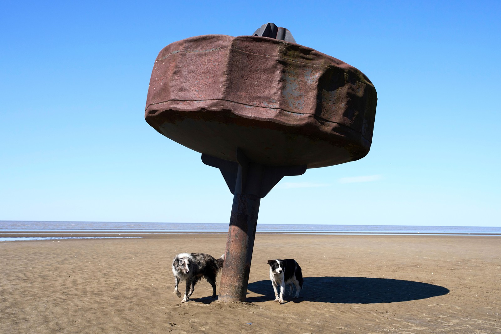 Two dogs stand on a beach beneath a rusty and weather-beaten buoy that is partially embedded in the sand.
