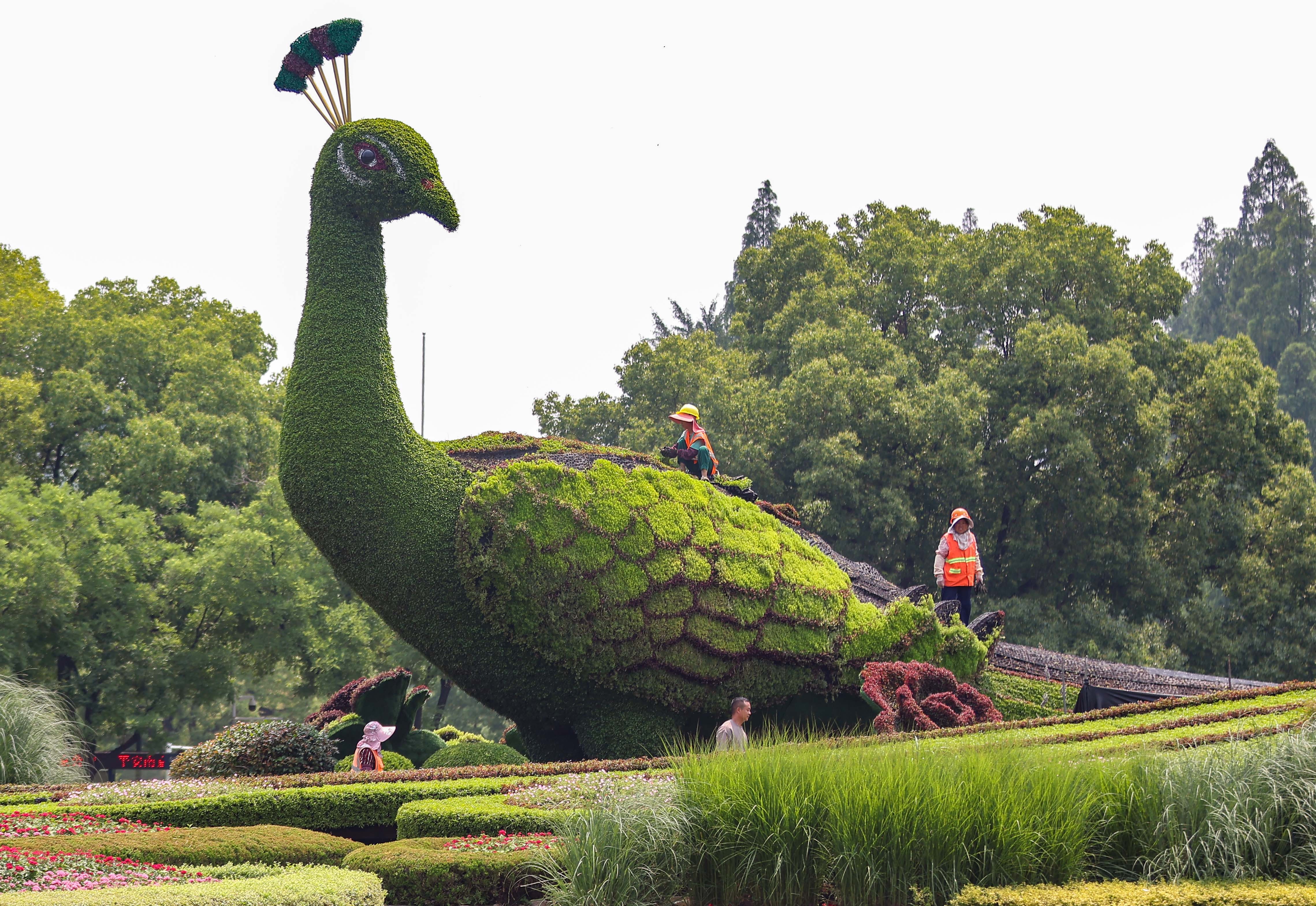 Several workers repair a large peacock-shaped topiary.
