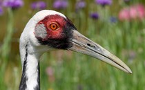 Walnut the white-naped crane