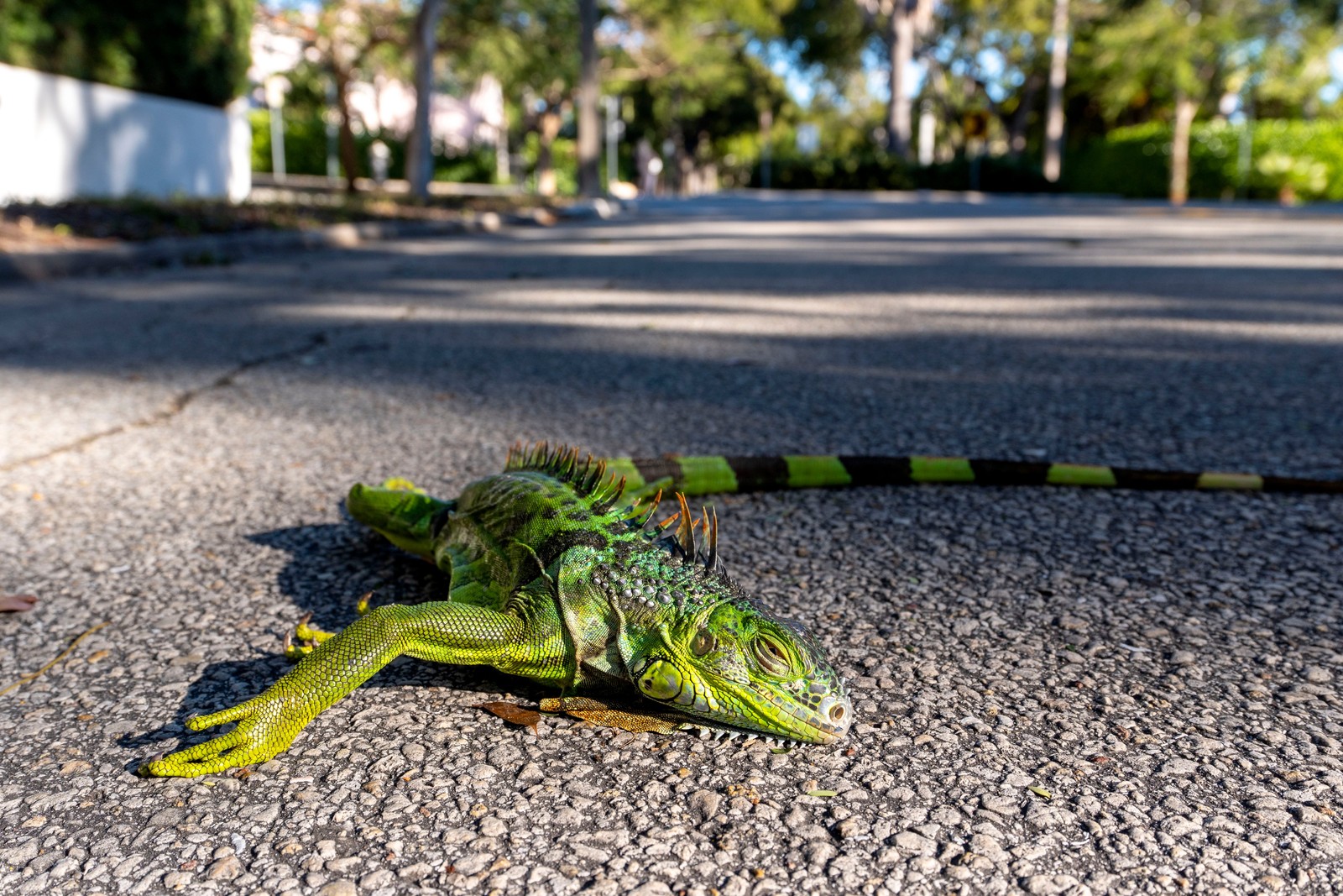 It's So Cold in Florida, Iguanas Are Falling Out of Trees - The ...