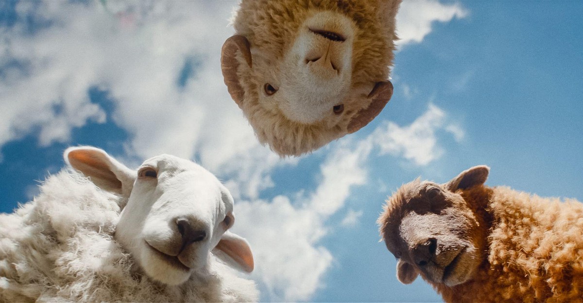 Lily Meyer’s Sunday Picks: The Sheep Detectives, Hold Steady & More