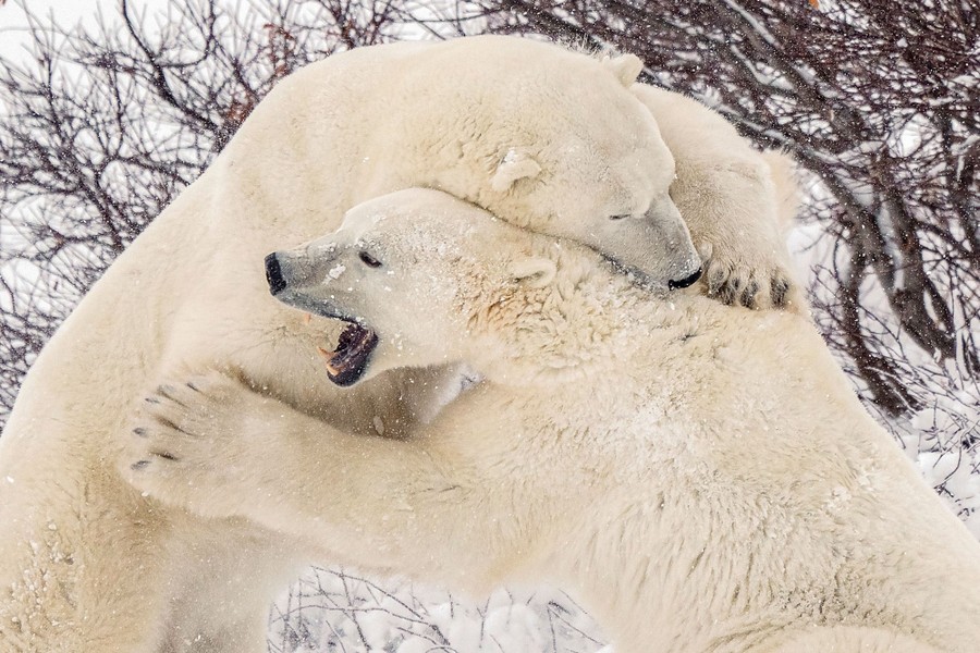 Two polar bears wrestle.