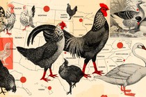 Birds superimposed over a vintage map of the United States