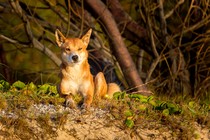 A dingo stares forlornly at the setting sun.