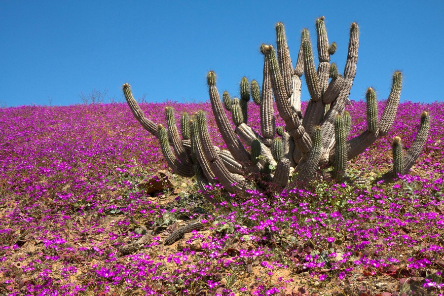 Flowers bloom in the desert, surrounding a cactus.