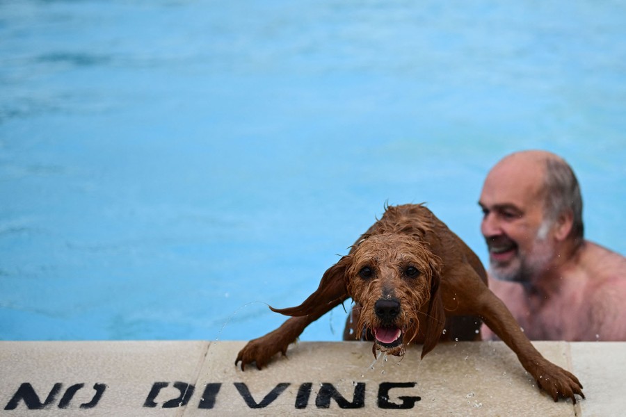 An owner helps his dog out of a swimming pool.