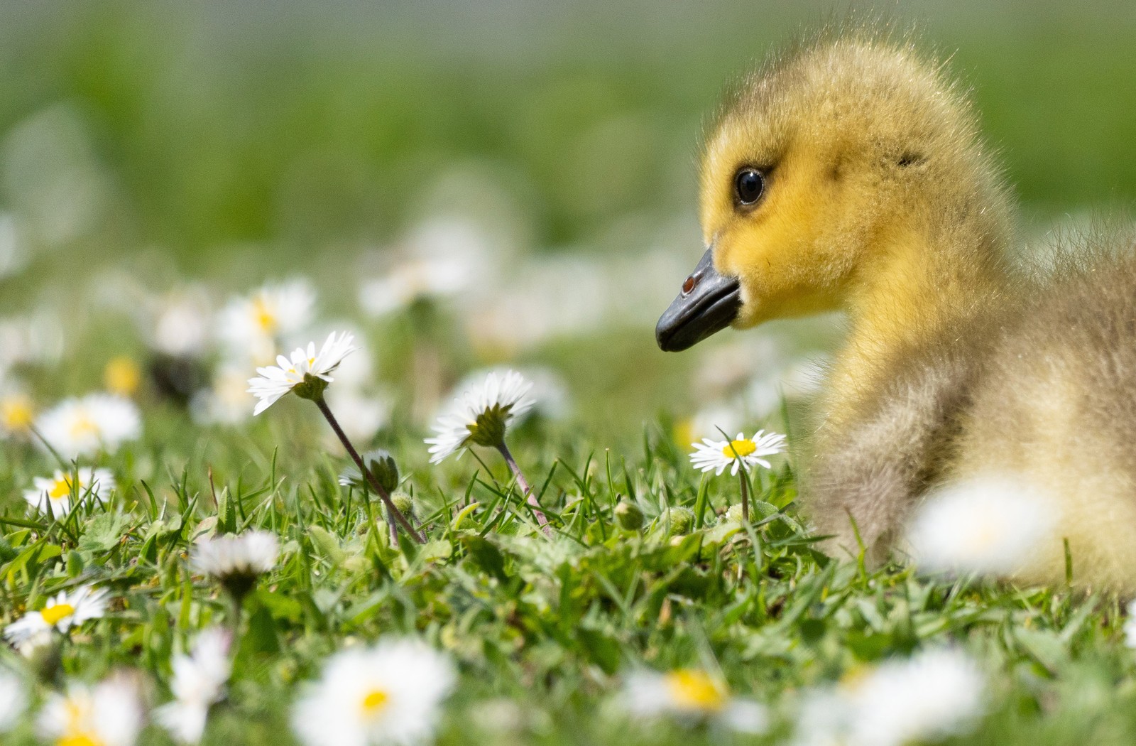 A gosling rests among flowers.