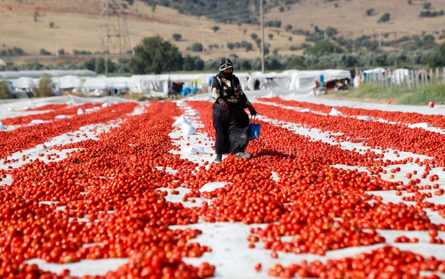 A worker walks on a large plastic tarp, covered by thousands of tomatoes, set on a field.