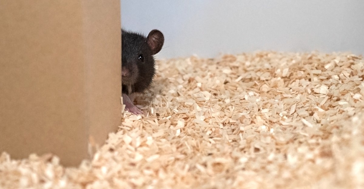 Scientists Taught Rats to Play Hide-and-Seek - The Atlantic