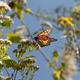 a monarch butterfly perched on a green plant, set against a blue sky