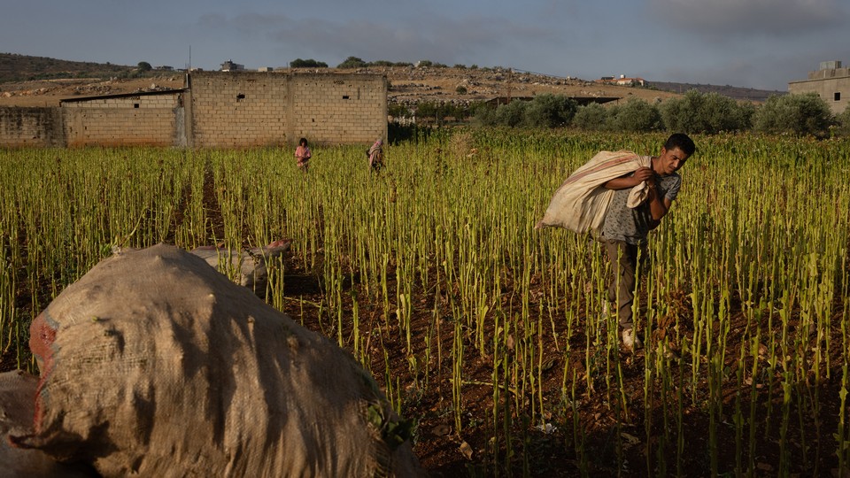 Workers harvest tobacco leaves in Lebanon near the Israeli border.