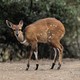 A bushbuck