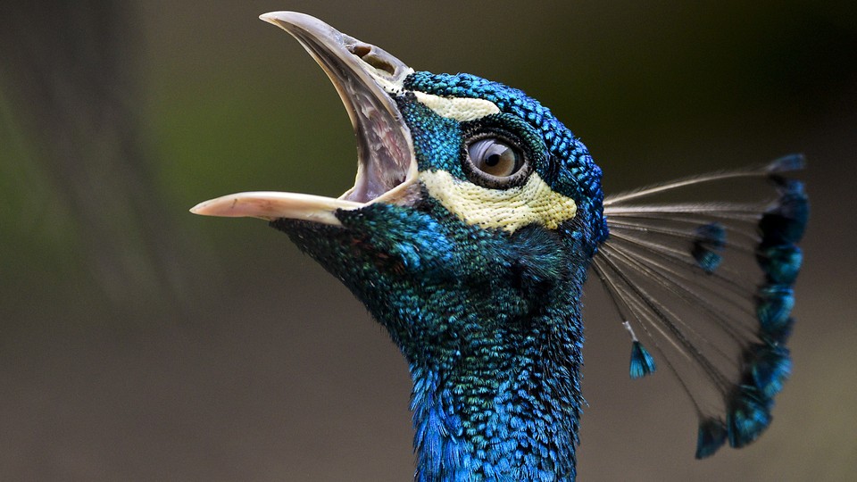 A peafowl with its beak open